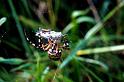 Argiope_bruennichi_P1507_Z_78_Les Gris_Frankrijk